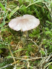 Calocybe carnea