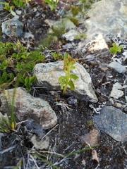 Botrychium alaskense