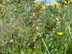 Lepidium bipinnatifidum