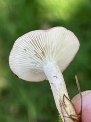 Calocybe carnea
