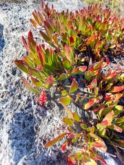 Leucospermum hamatum