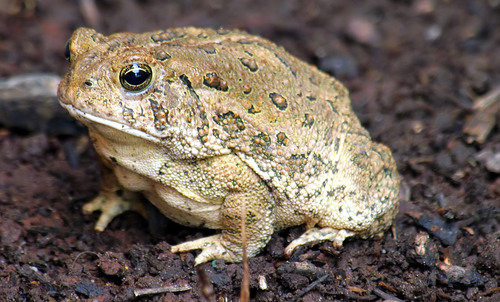 Woodhouse's Toad