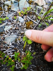 Botrychium alaskense