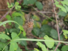 Araneus diadematus