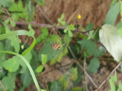 Araneus diadematus
