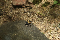 Chauliognathus distinguendus