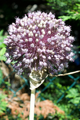 Allium sativum
