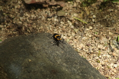 Chauliognathus distinguendus