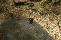 Chauliognathus distinguendus