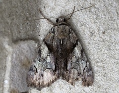Catocala blandula