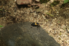 Chauliognathus distinguendus
