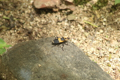 Chauliognathus distinguendus