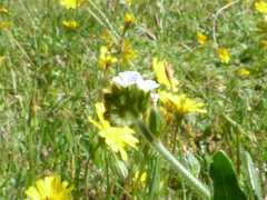 Plagiobothrys fulvus