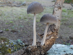 Mycena polygramma