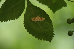 Dichocrocis clytusalis