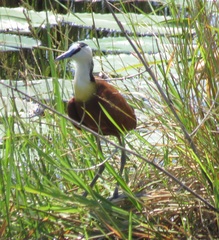 Actophilornis africanus