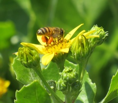 Apis mellifera scutellata