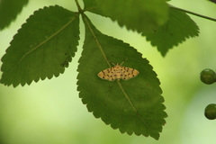 Dichocrocis clytusalis
