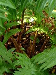 Dryopteris affinis