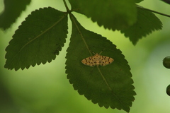 Dichocrocis clytusalis