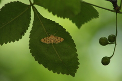 Dichocrocis clytusalis