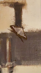 Cydalima perspectalis