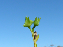 Calandrinia compressa