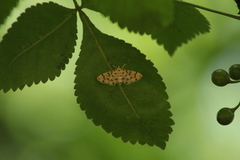 Dichocrocis clytusalis