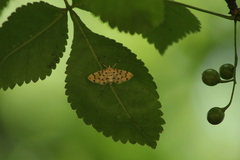 Dichocrocis clytusalis