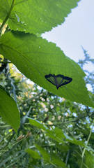 Cydalima perspectalis