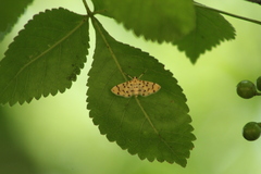 Dichocrocis clytusalis