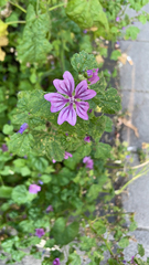 Malva sylvestris