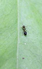 Crematogaster nawai