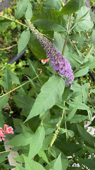 Buddleja davidii