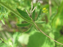 Anthyllis vulneraria polyphylla