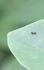 Crematogaster nawai