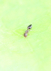 Crematogaster nawai