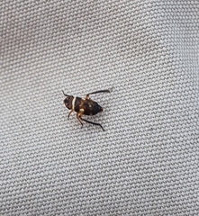 Aphrodinae
