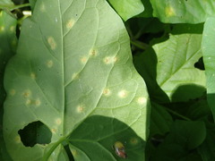 Puccinia convolvuli
