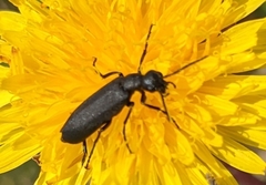 Epicauta atrata