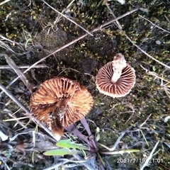Agaricales