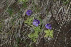 Pinguicula leptoceras