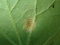 Puccinia convolvuli