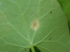Puccinia convolvuli