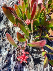 Leucospermum hamatum