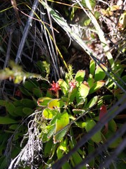 Leucospermum hamatum