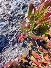 Leucospermum hamatum
