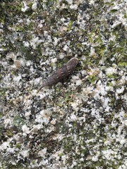 Alinda biplicata