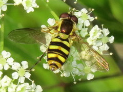 Epistrophella emarginata
