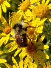 Bombus vancouverensis
